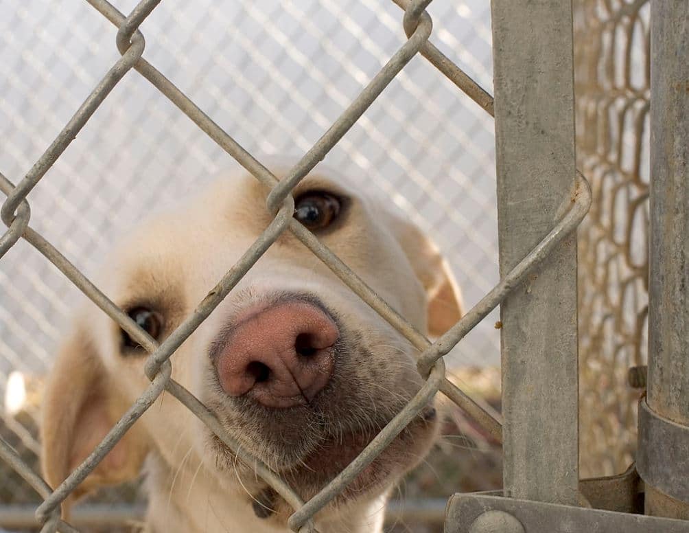 Colorado Reignites Socially Conscious Animal Sheltering Debate