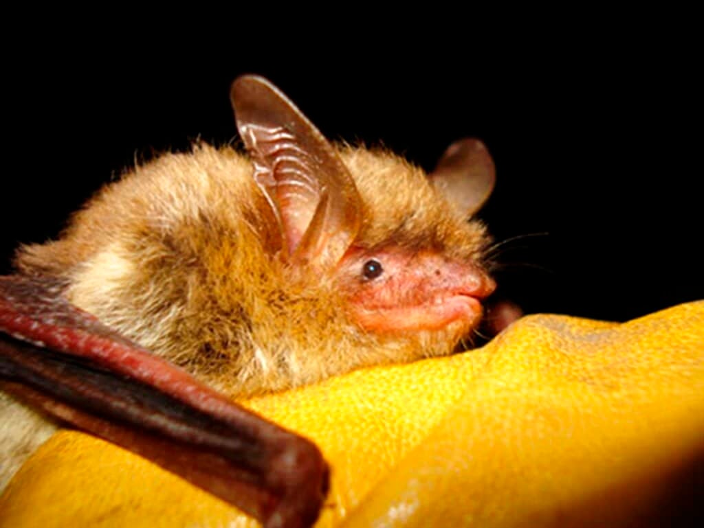 US Bat Species Devastated by Fungus Now Listed as Endangered