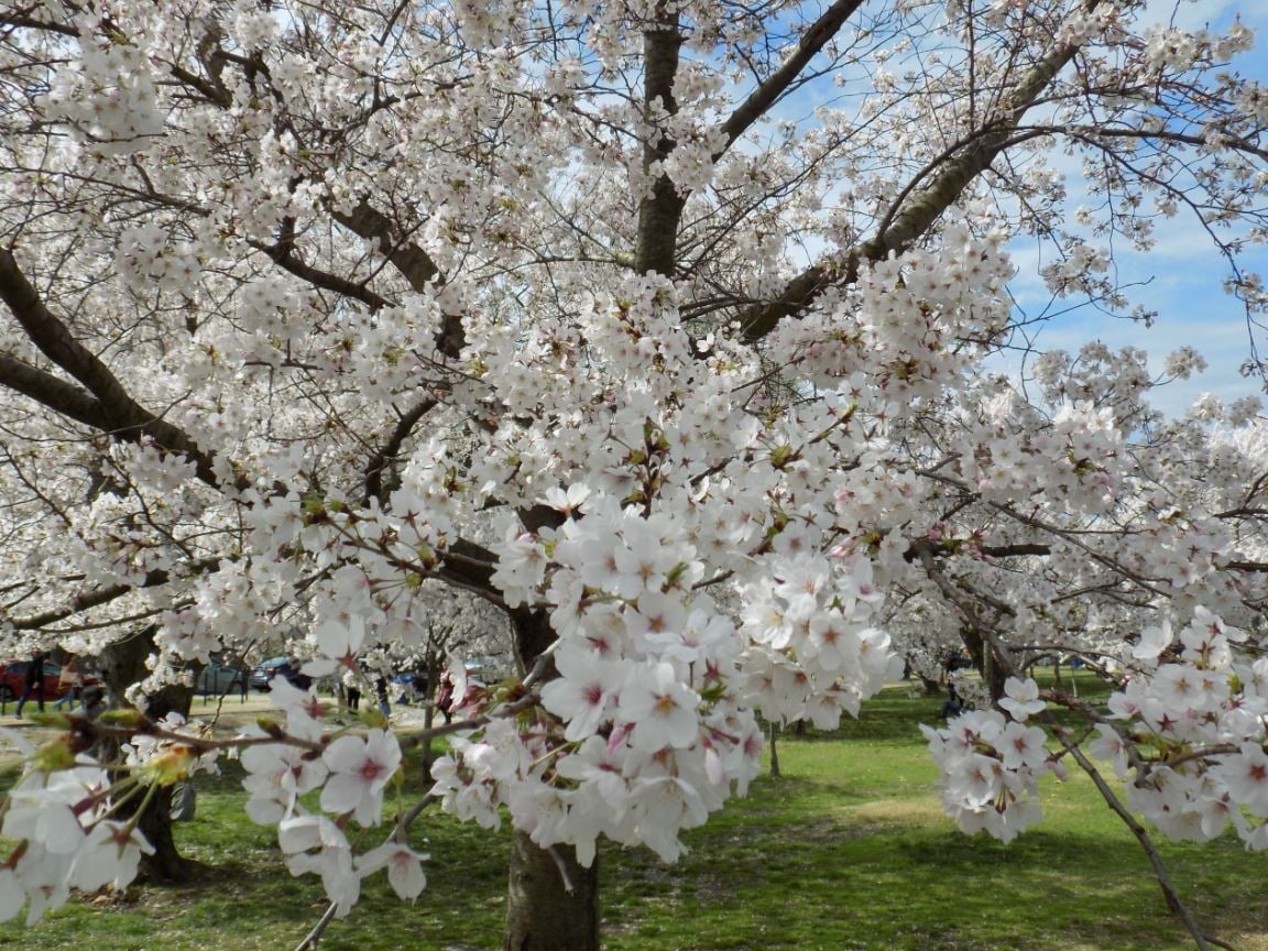 Cherry Blossom Peak Bloom Date Announced