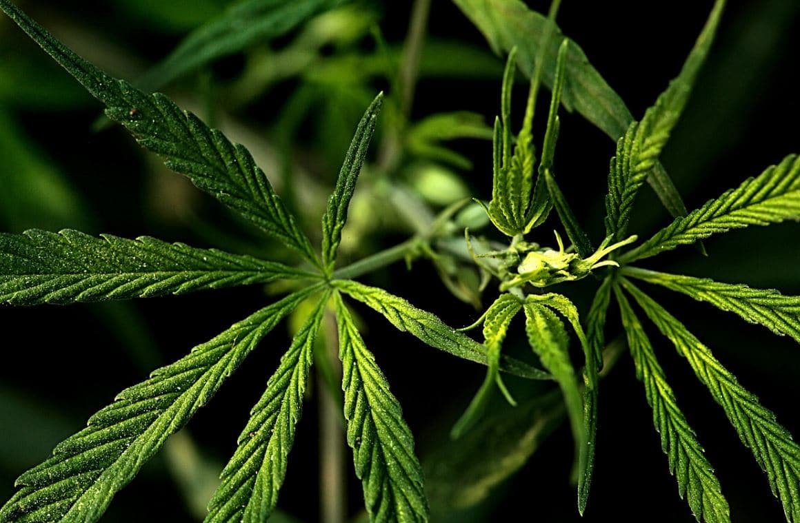 Shalala, Gaetz Seek to Reschedule Cannabis and Develop National Research Agenda