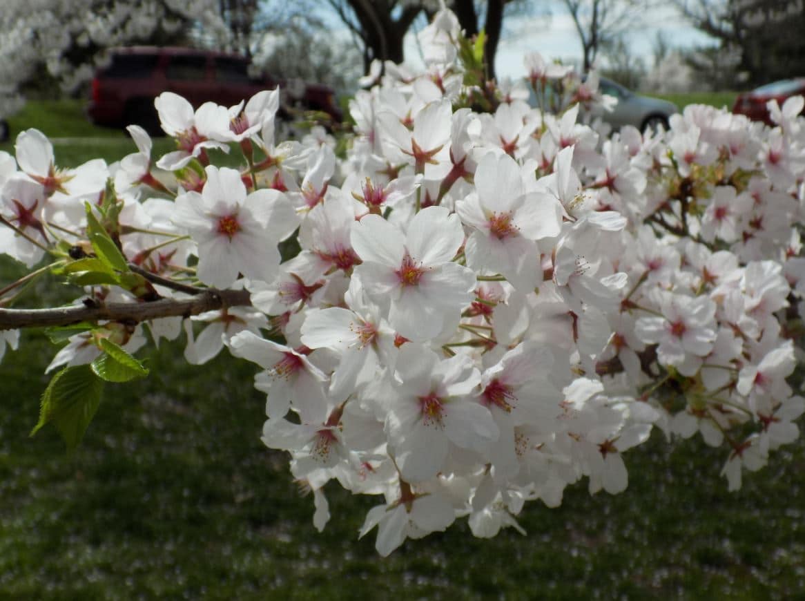 140 of DC’s Beloved Cherry Trees to Be Axed in Tidal Basin Renovation