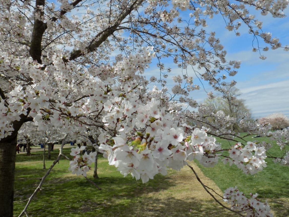 2021 National Cherry Blossom Festival Parade Nixed Due to COVID-19