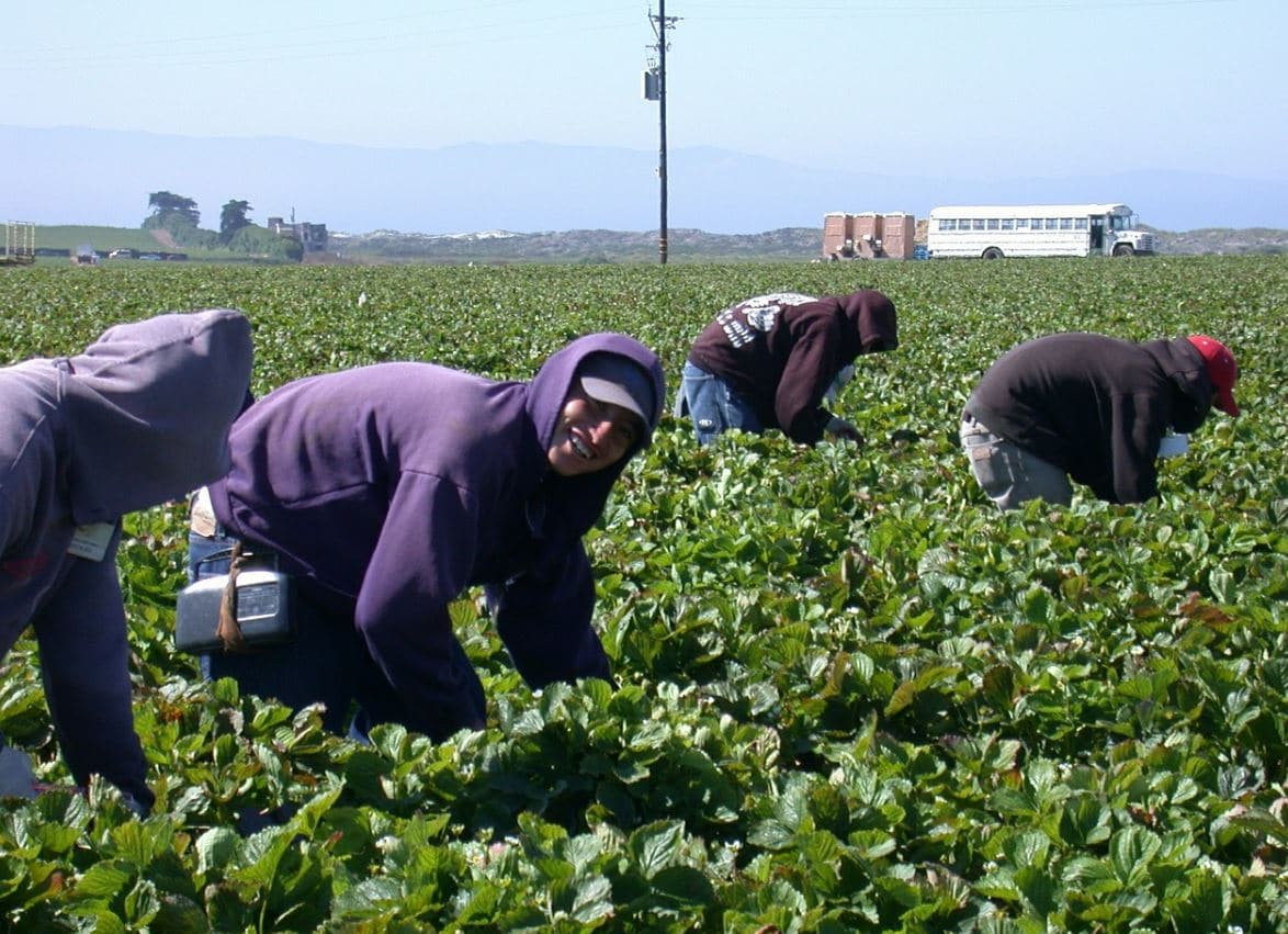 Turning a Blind Eye to ‘Restricted Use’ Chemicals – Agricultural Workers at High Risk