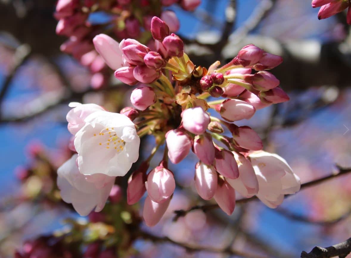 Saturday Marks Start of Annual Cherry Blossom Festival