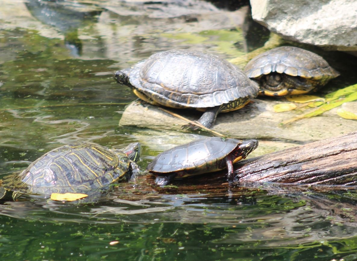 Health Officials Investigating Salmonella Outbreak Linked to Small Turtles