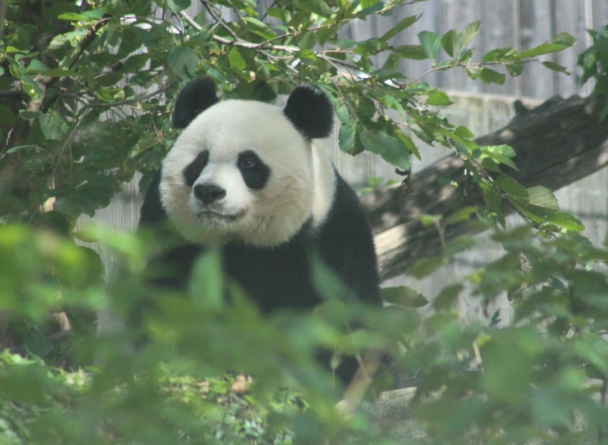 National Zoo Saying Goodbye to Giant Pandas