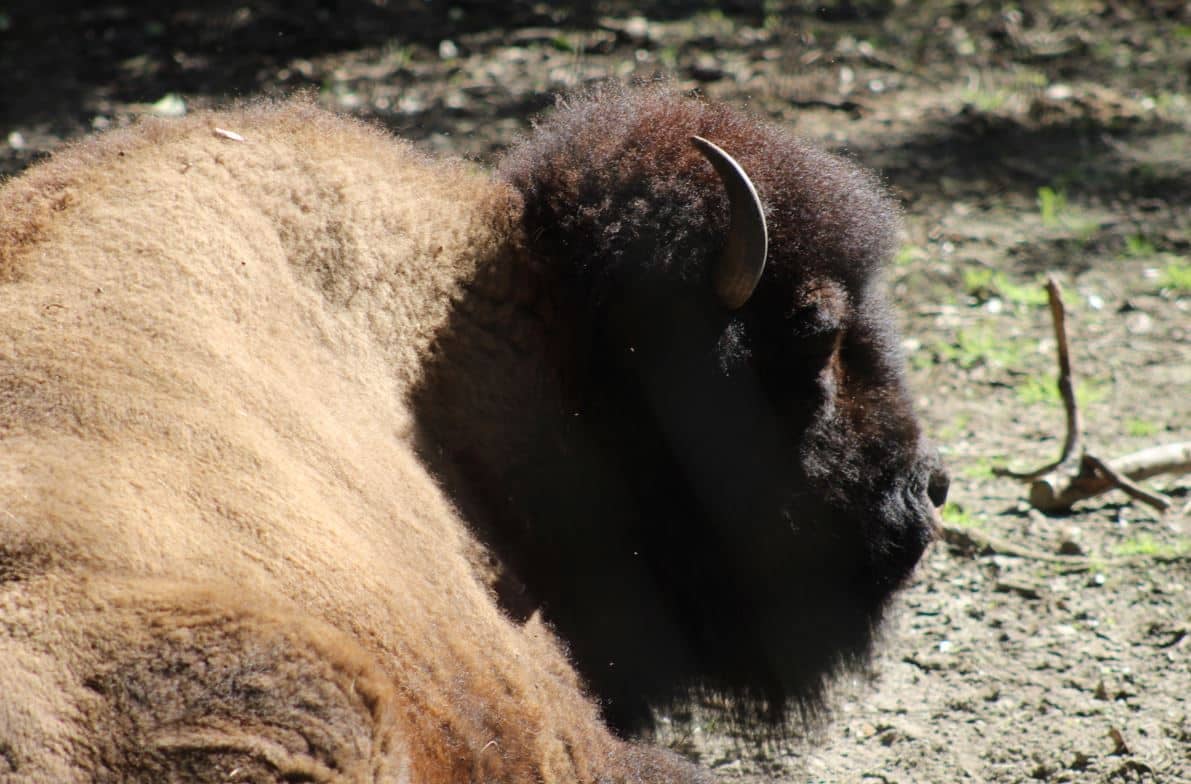 Interior Dept. Moves to Restore Wild Bison on Tribal Lands