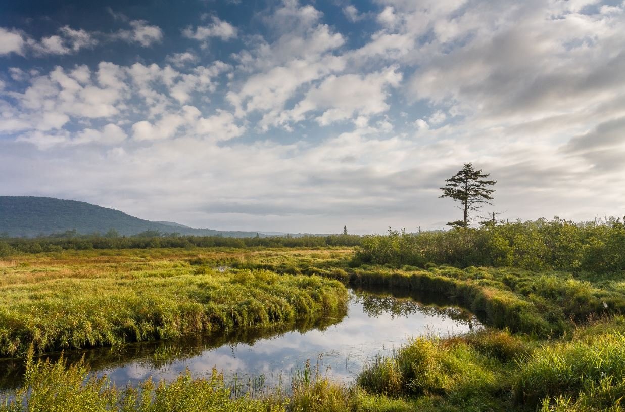 Conservationists Sue Fish and Wildlife Service Over West Virginia Waiver