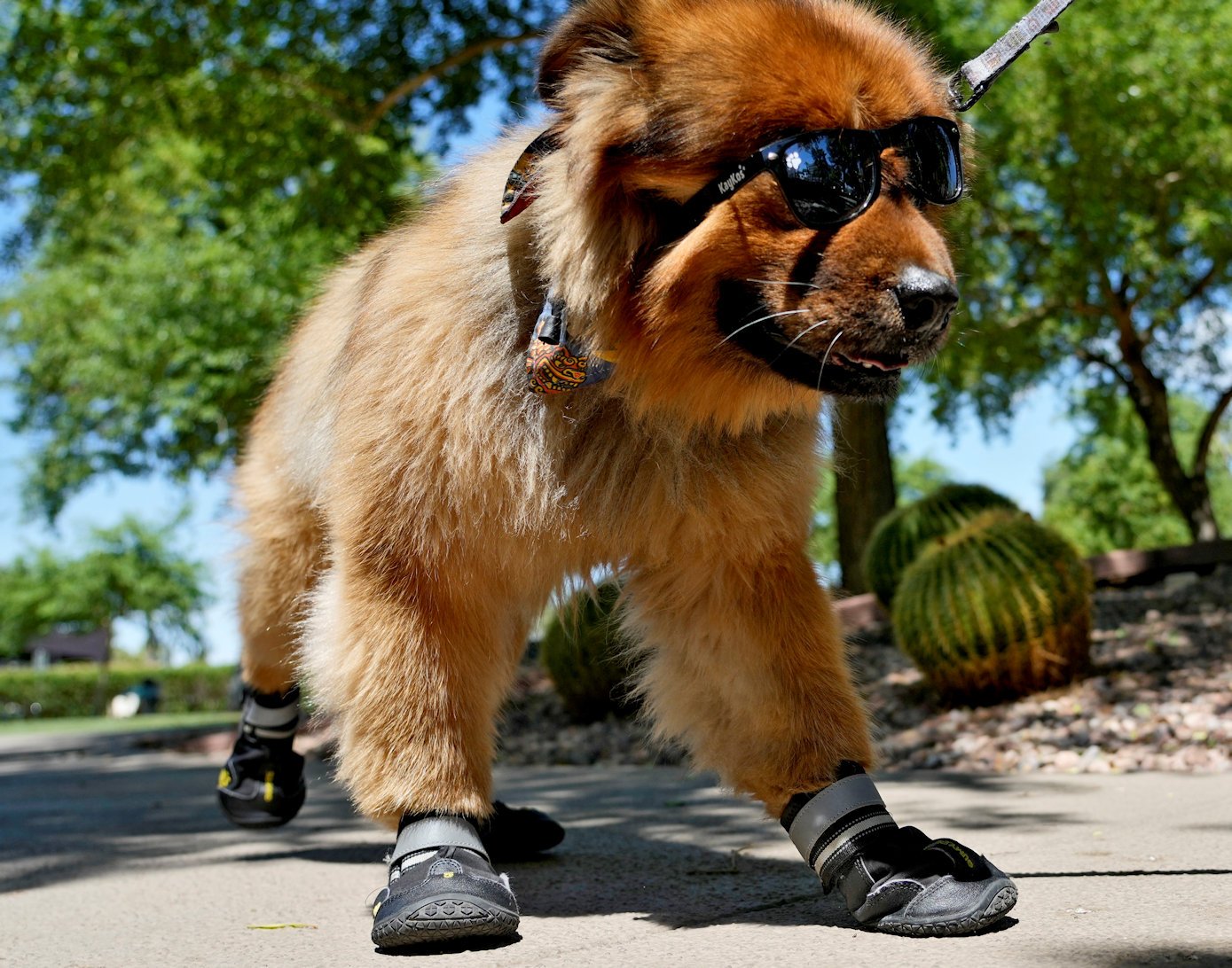 Booties. Indoor Dog Parks. And Following the Vet s Orders. How to Keep Pets Cool This Summer The Well News Pragmatic Governance Fiscally Responsible News Analysis