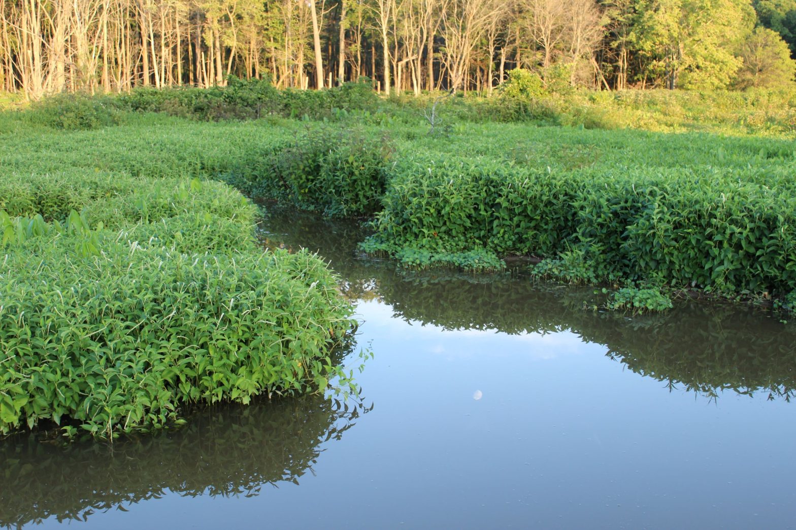 Judge Blocks Enforcement of Clean Water Rule in 24 States