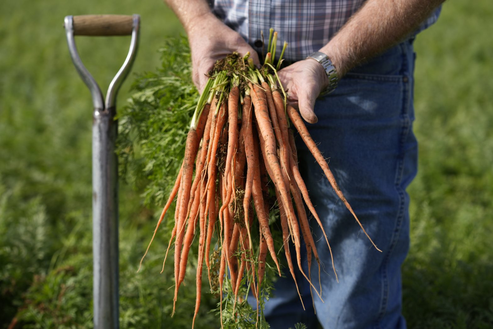 From Carrot Salad to Carrot Cake, It All Begins With Great Soil 