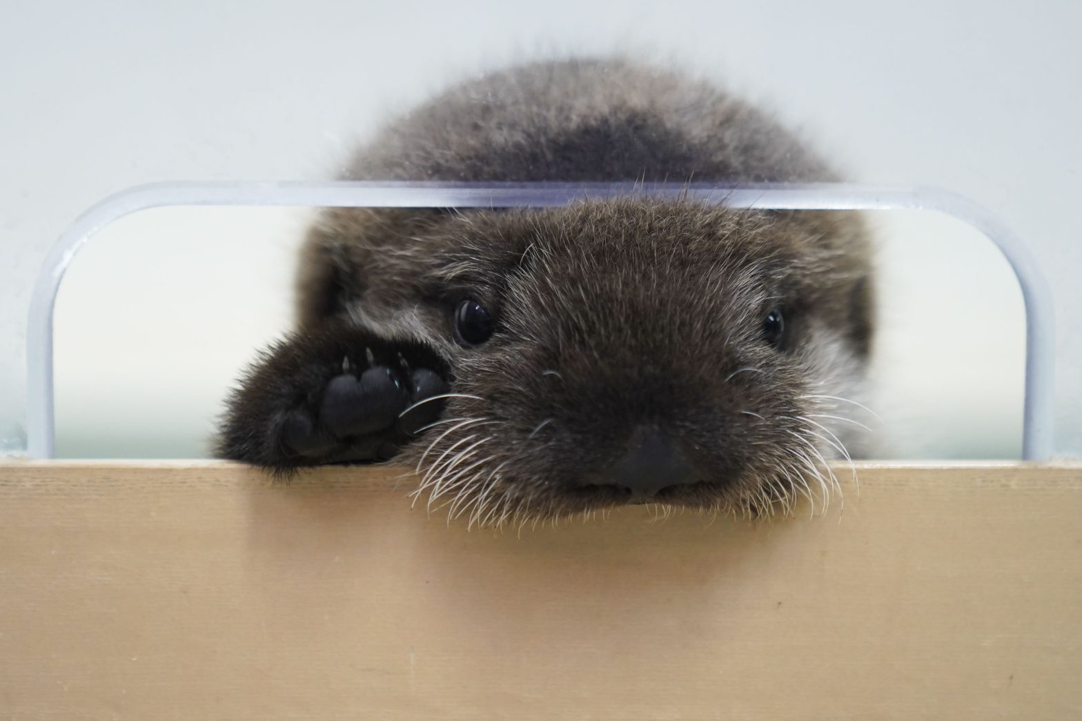 Sea Otter Pup Found Alone in Alaska Has Home at Chicago’s Shedd Aquarium