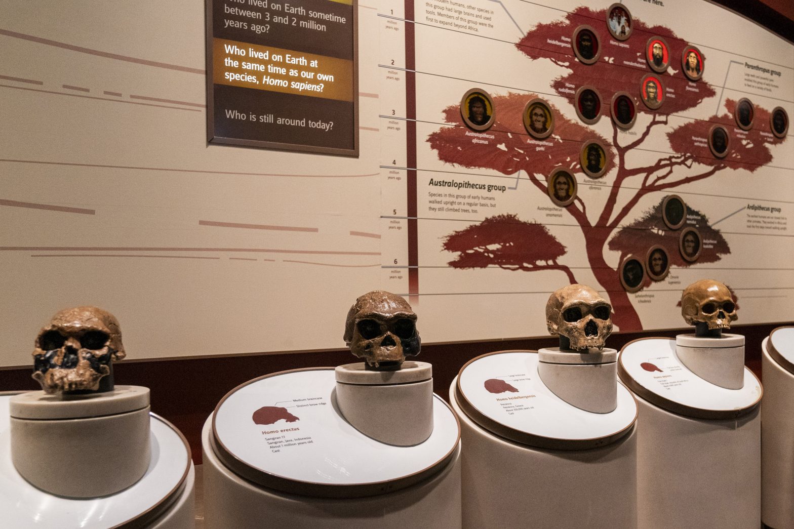 Researchers Link a Gene to the Emergence of Spoken Language
