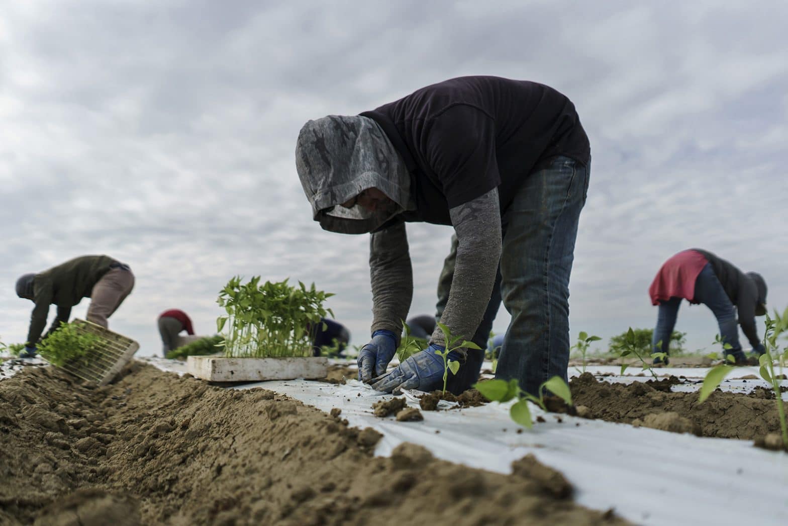 Potential E-Verify Deal Would Give Legal Status to Farmworkers