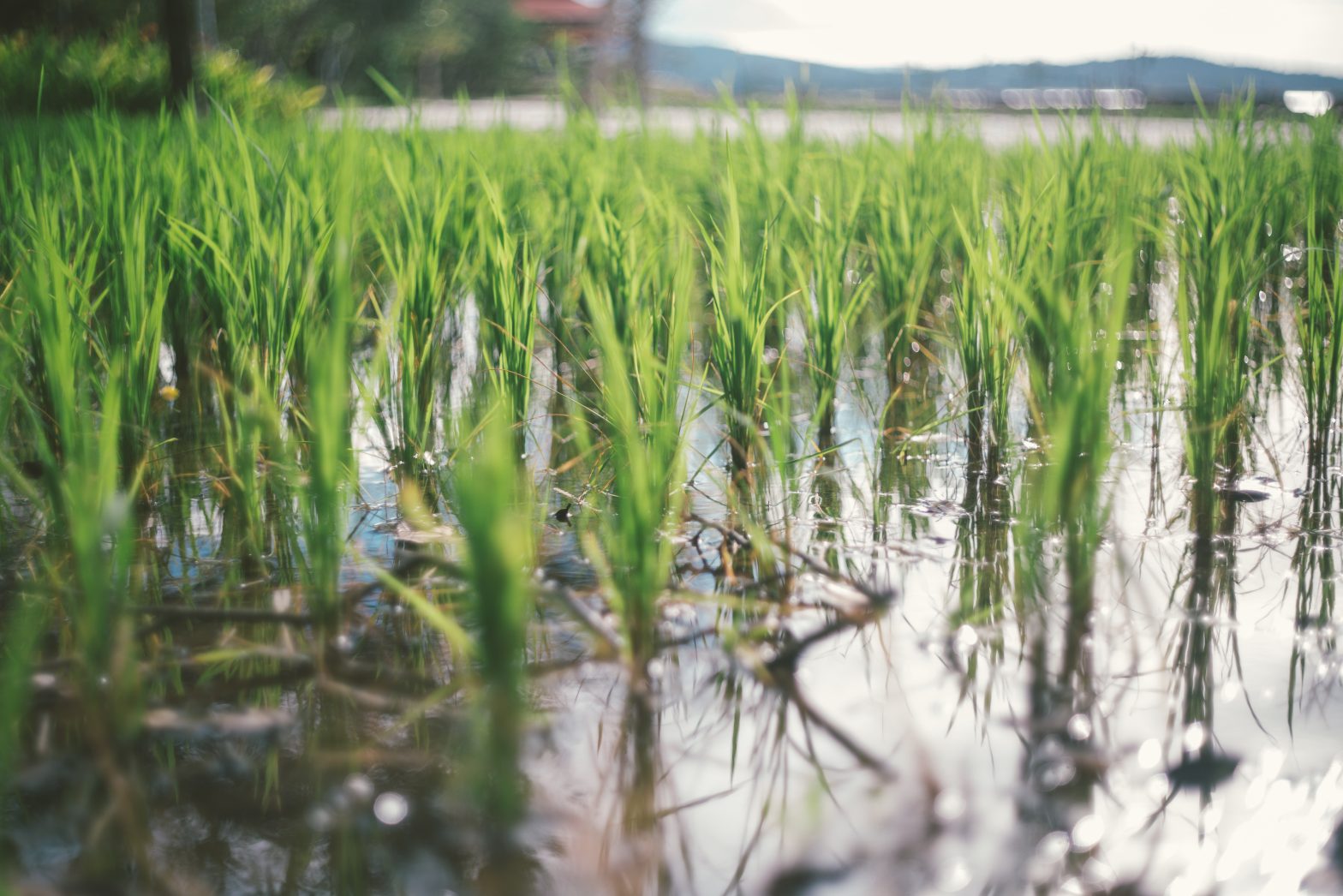 Crop Premium Incentives in New Program to Grow Carbon-Neutral Rice