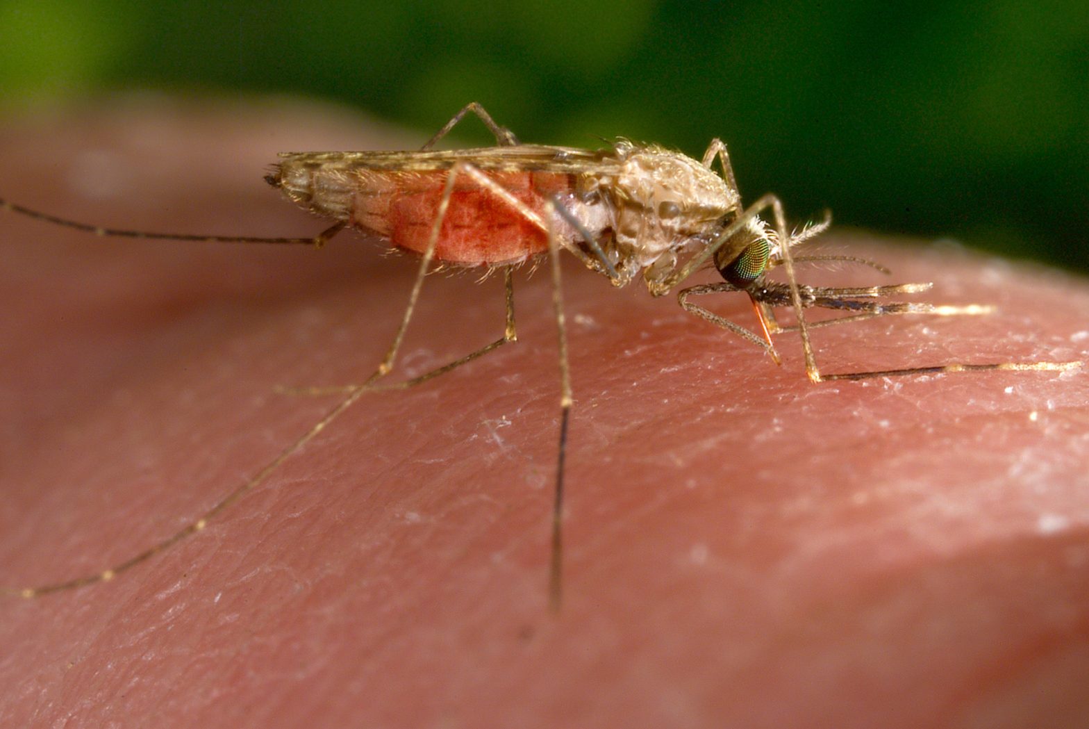 Malaria Cases in Texas and Florida Are First US Spread Since 2003, CDC Says