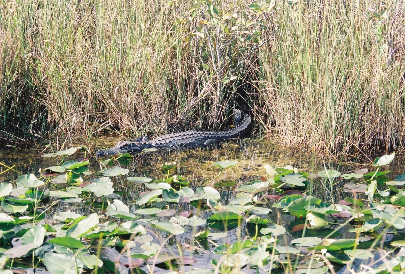 Florida Vows to Fight After Judge Affirms Approval of Everglades Oil Project