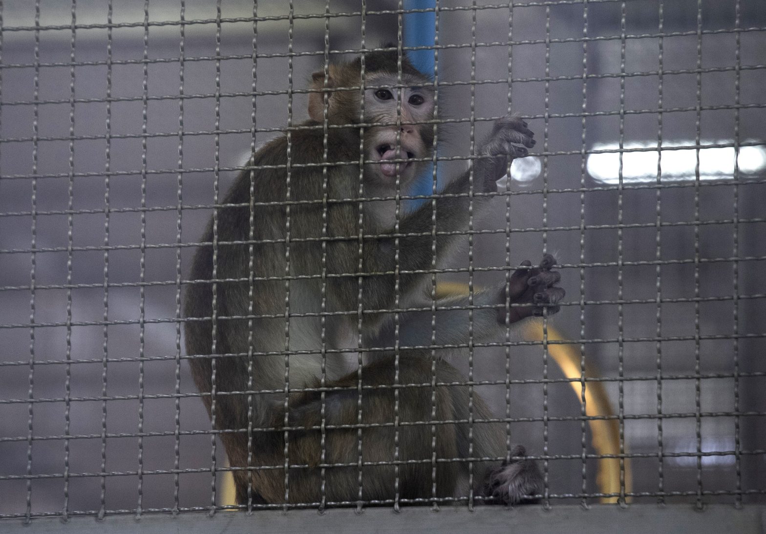 Plan for $400M Monkey-Breeding Facility in SW Georgia Draws Protest