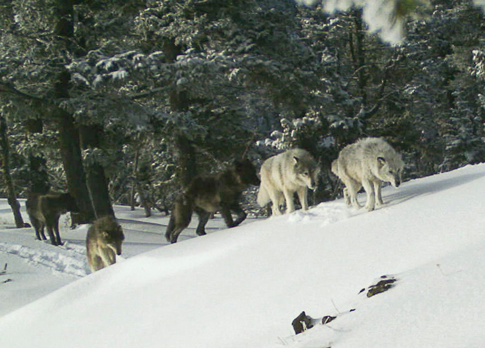 Greater Protections Sought for Gray Wolves