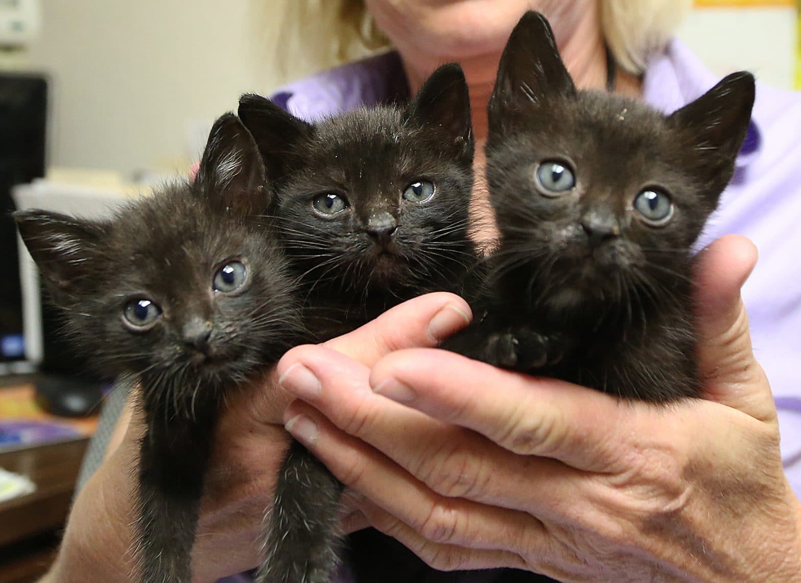 KITTEN Act an Important Step to End Taxpayer-Funded Kitten Slaughter