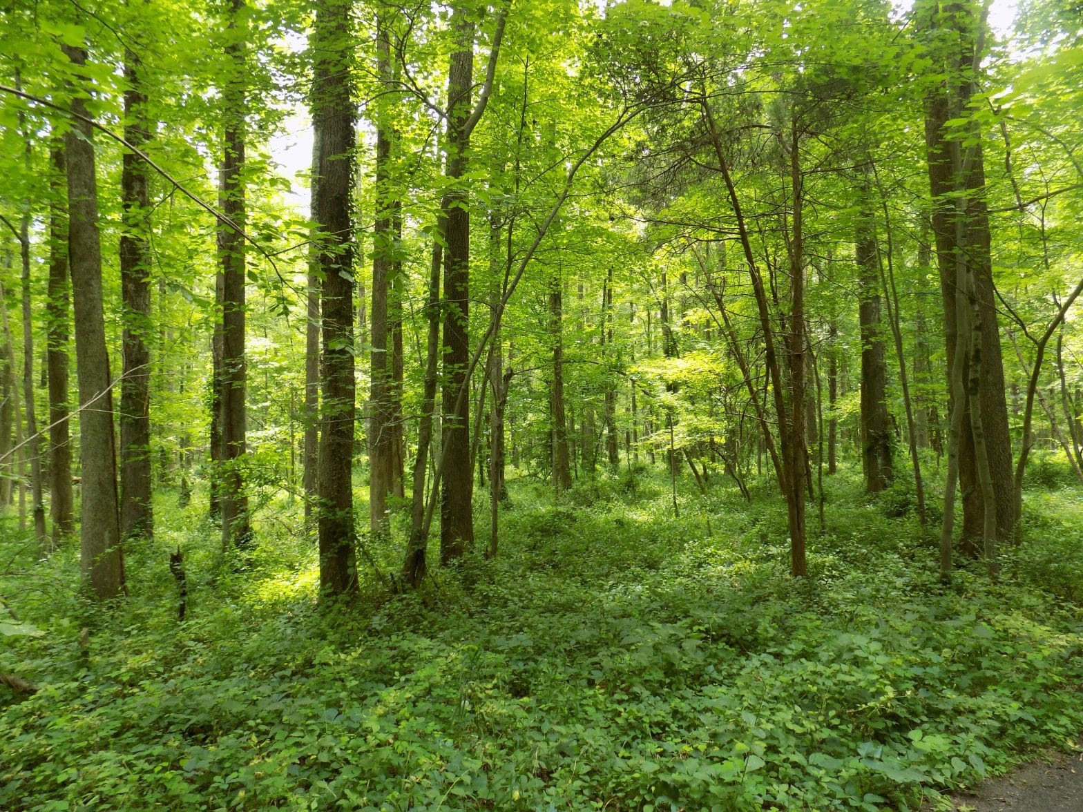 USDA to Award $45 Million in Grants for Wood Products, Forest Conservation