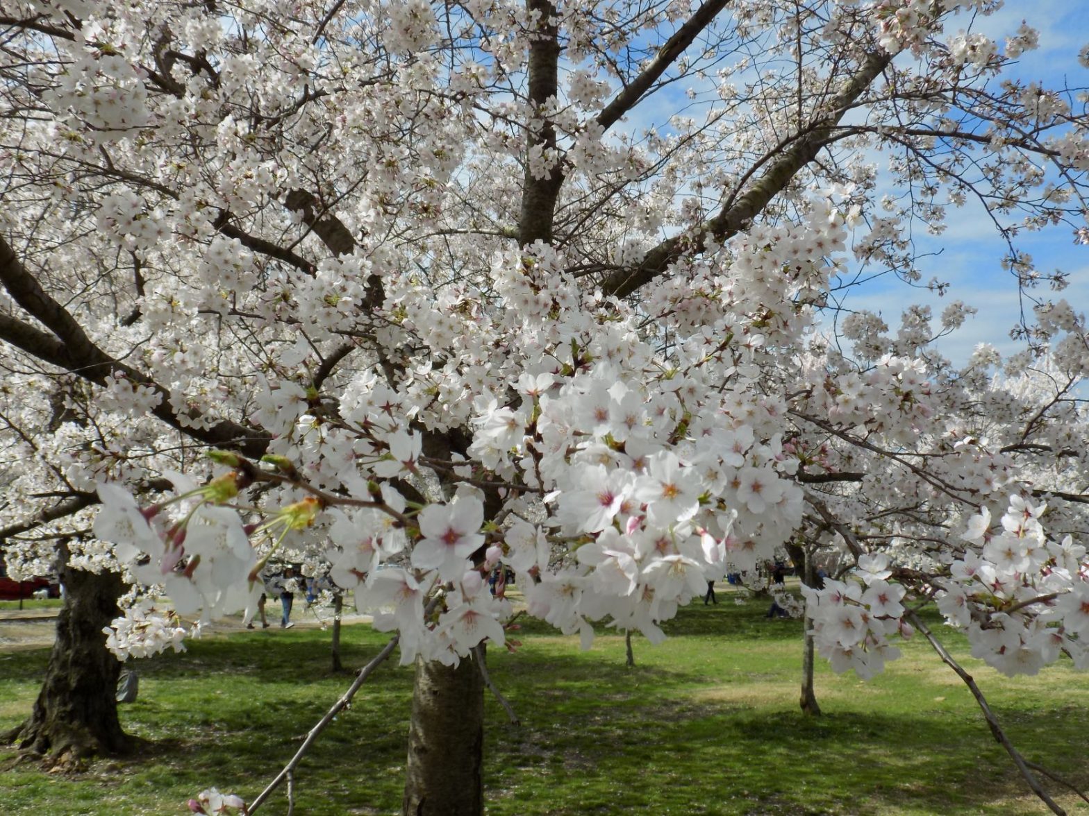 Iconic Cherry Blossom Festival to Return ‘Live’ in 2022