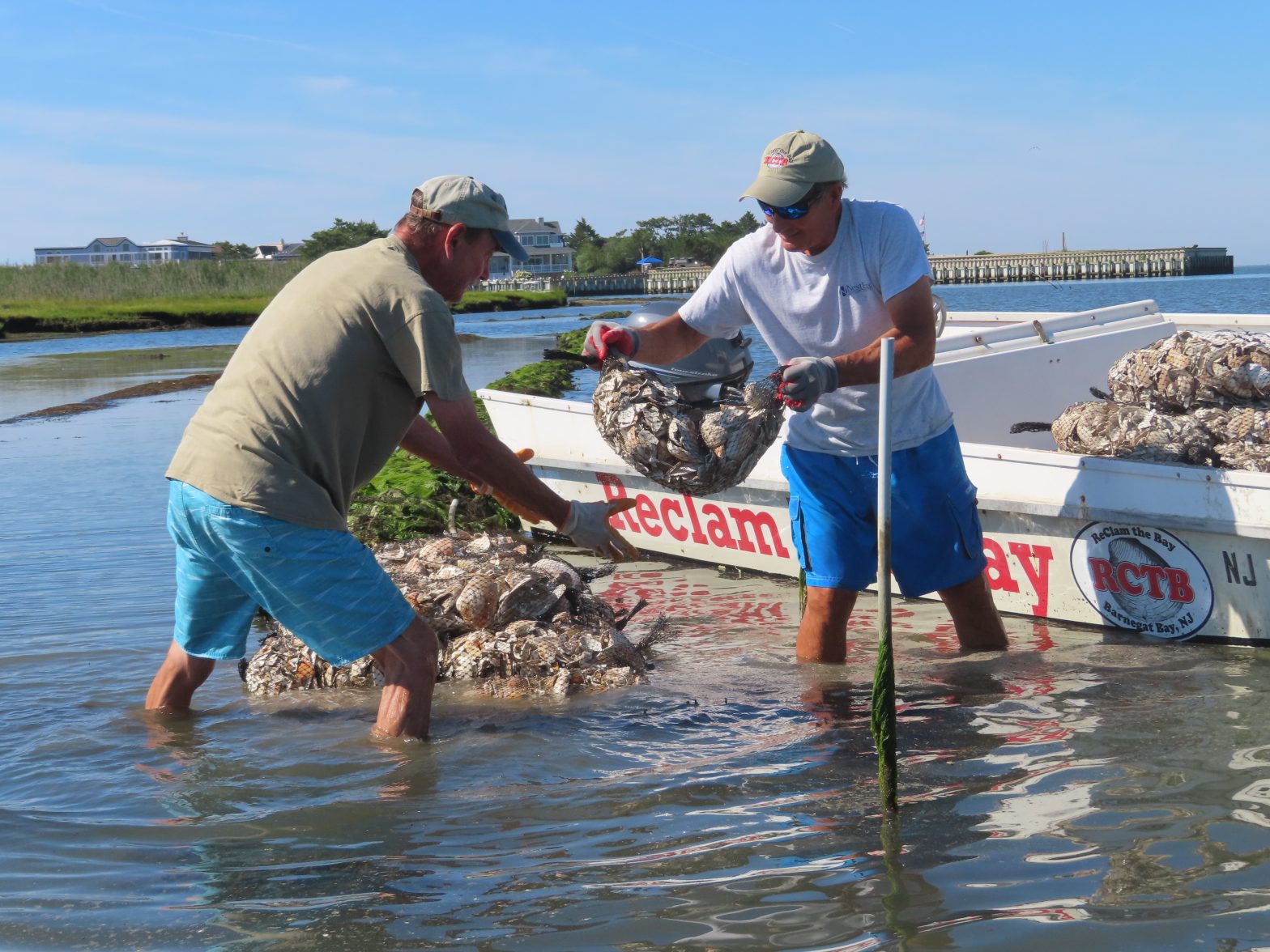 Tiny Oysters Play Big Role in Stabilizing Eroding Shorelines