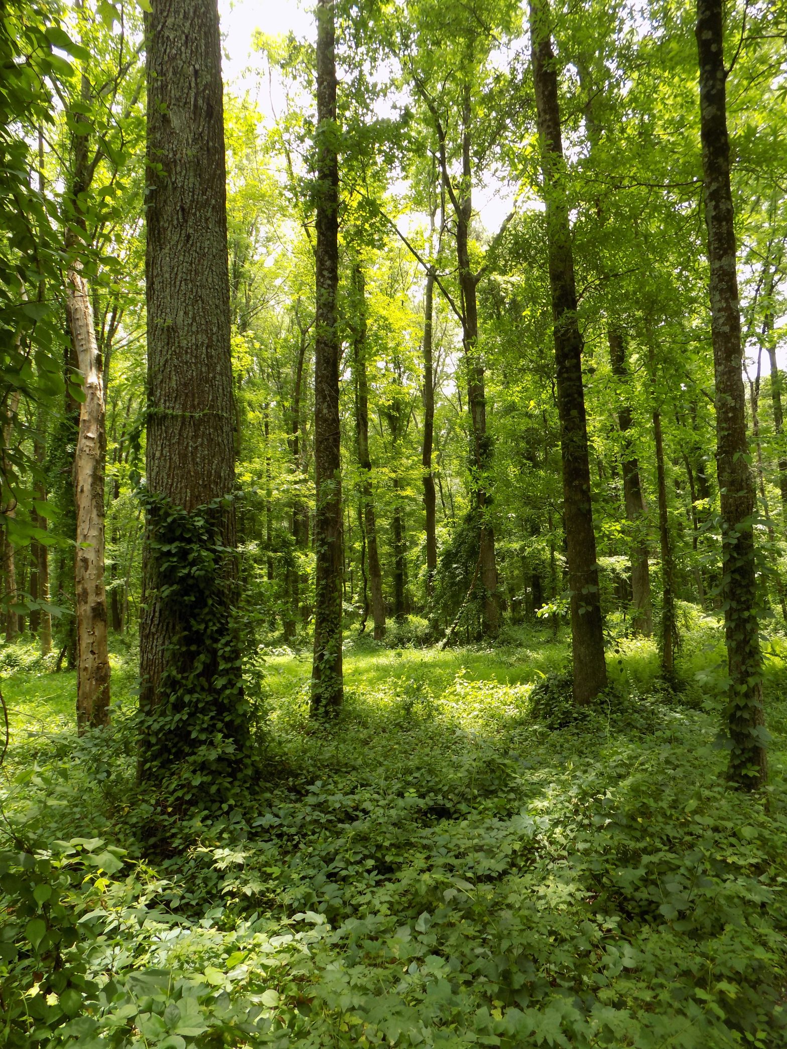 Forestry Industry Says Federal Aid Could Help Slow Global Warming