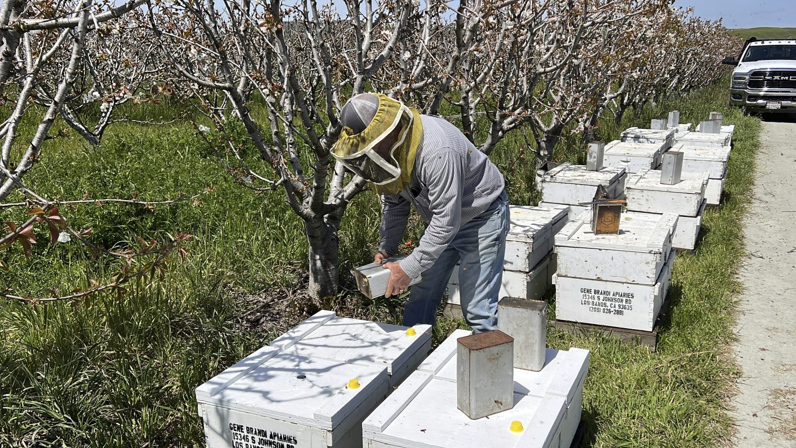 California Storms Hit Beekeepers, but Honey Outlook’s Sweet