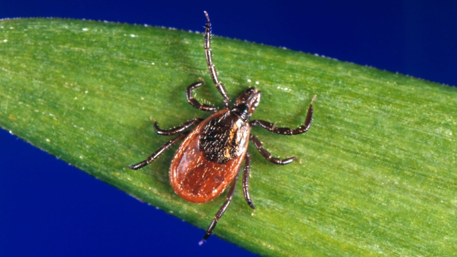 Research Links Bites From Two More Types of Ticks to Alpha-Gal Syndrome