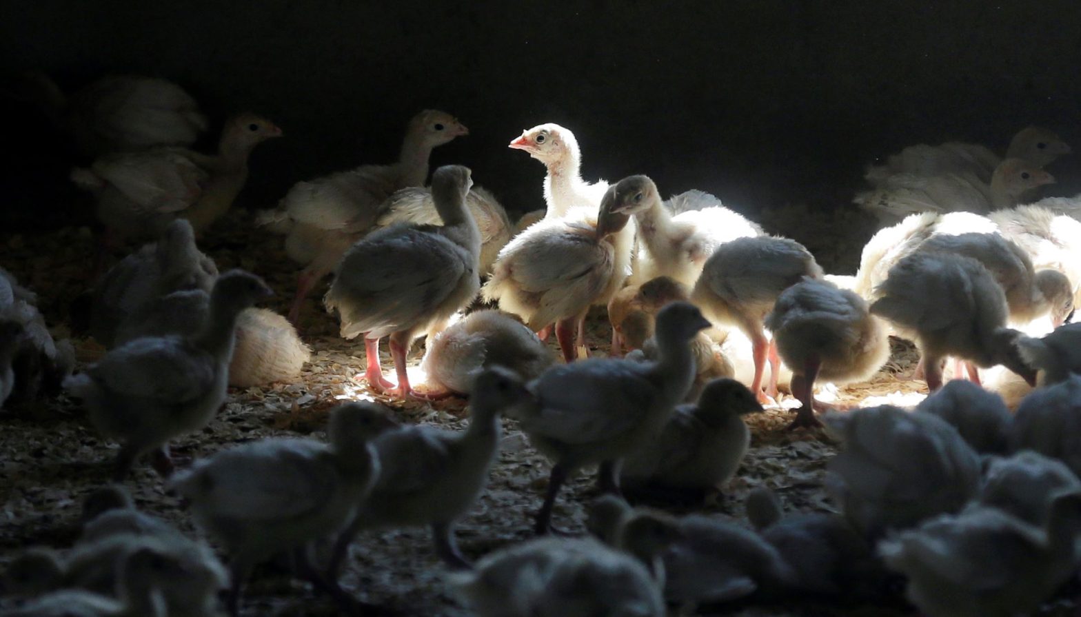 <strong>Avian Flu Reported in Poultry in Kansas and Illinois</strong>