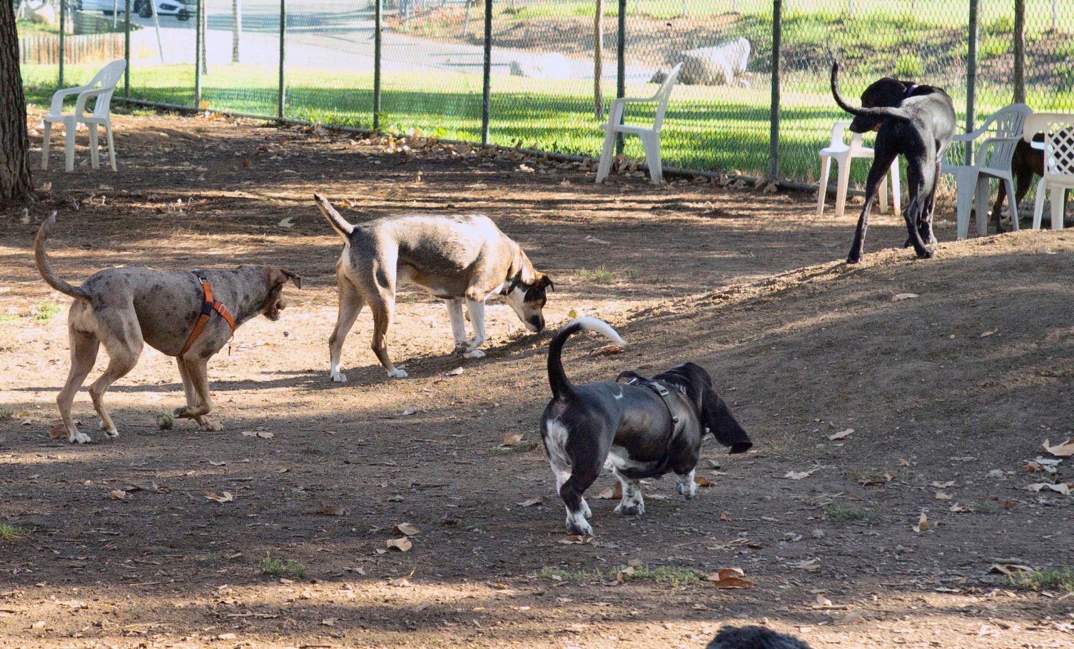 Dogs Coming Down With Unusual Respiratory Illness in Several US States