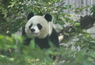 National Zoo Saying Goodbye to Giant Pandas