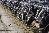 Another Michigan Dairy Worker Has Bird Flu, the Third US Case This Year