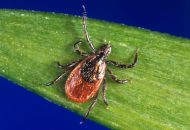 Research Links Bites From Two More Types of Ticks to Alpha-Gal Syndrome