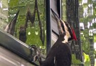 Despite a Slew of Broken Car Mirrors, Massachusetts Residents Take Woodpecker Invasion in Stride