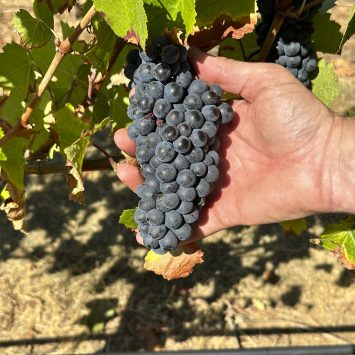 Inside Scientists’ Mission to Save America’s Wine Industry From Climate Change