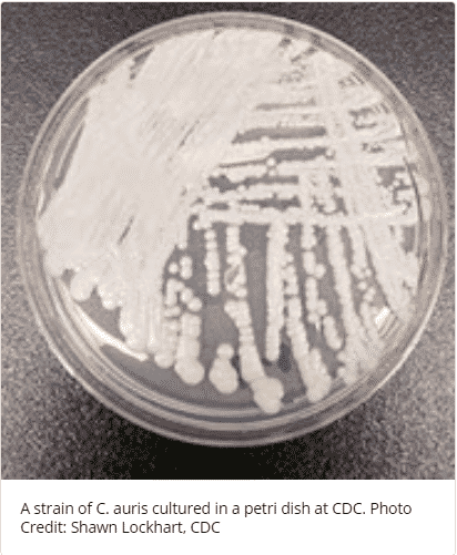 New Cases of ‘Untreatable’ Superbug Fungus Emerge in U.S.