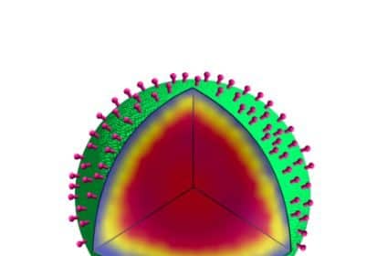 Bacterial Spores Inspire Novel Cancer Drug Delivery System