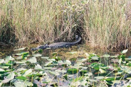 Florida Vows to Fight After Judge Affirms Approval of Everglades Oil Project