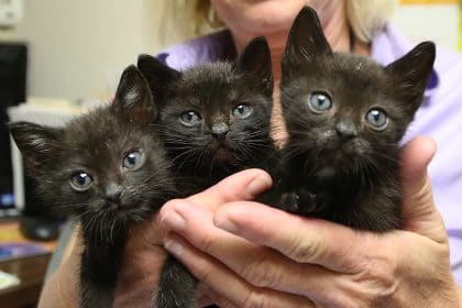 KITTEN Act an Important Step to End Taxpayer-Funded Kitten Slaughter