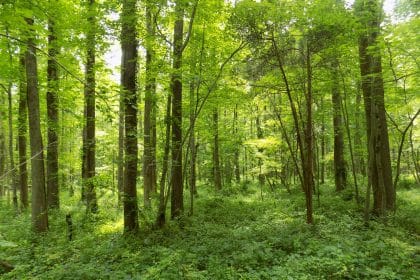 USDA to Award $45 Million in Grants for Wood Products, Forest Conservation