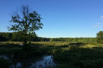 Booker, Haaland Release Climate Bill Focused on Farm Programs, Reforestation, and Wetlands Restoration