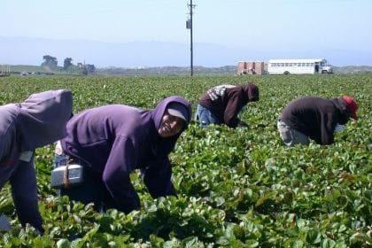 Turning a Blind Eye to ‘Restricted Use’ Chemicals – Agricultural Workers at High Risk