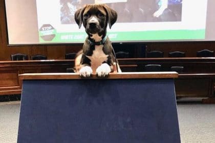 Dog-Friendly Event Calls Attention to Lab Animal Retirement Legislation