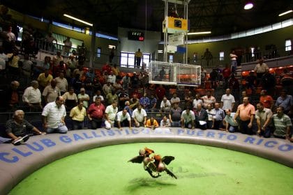 Puerto Rico Faces the End of a Storied and Bloody Tradition: Cockfighting