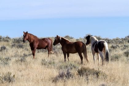 Bipartisan Group of Lawmakers Push To Block Wild Mustang Capture