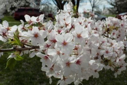 140 of DC’s Beloved Cherry Trees to Be Axed in Tidal Basin Renovation