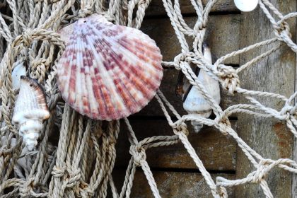 Washington State to Provide $300K in Grants to Shellfish Growers Impacted by COVID-19