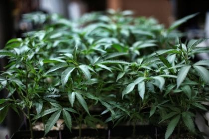 First Crop of Cannabis Licenses Set to Go to Those With Previous Pot Convictions in NY